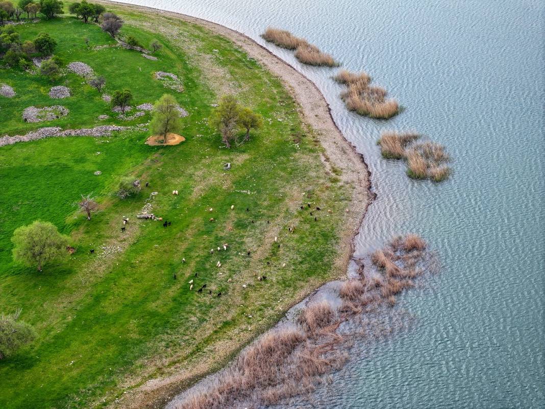 Konya'daki bu adanın sahipleri 50 küçükbaş sürüsü 12